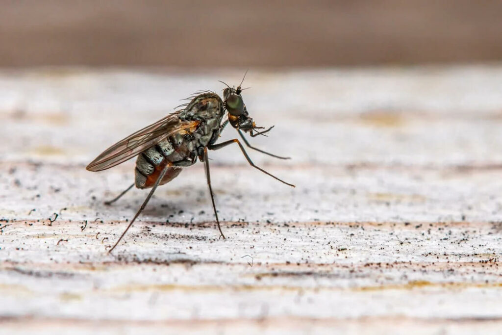 ways to get rid of houseflies