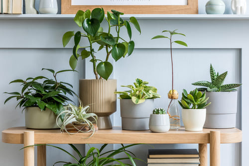 Indoor Planters Options with Long Life and Health benefits